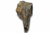 Bargain, Fossil Woolly Rhino (Coelodonta) Tooth - Siberia #257837-1